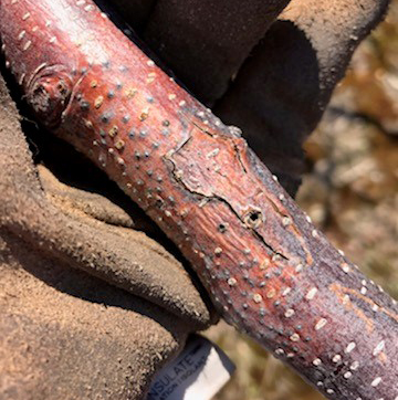 Black stem borer hole in Honeycrisp